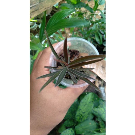ardisia sp borneo