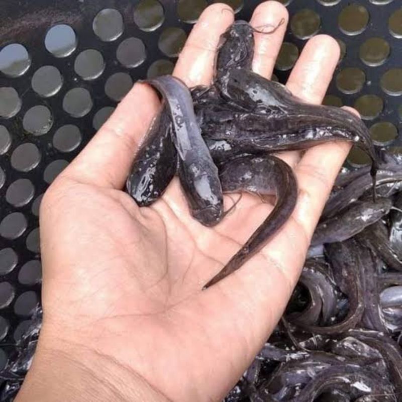 bibit ikan lele ukuran 7/8/9