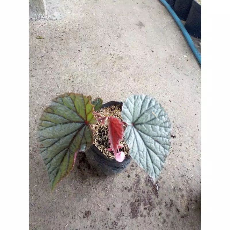 begonia silver pink / silverpink begonia