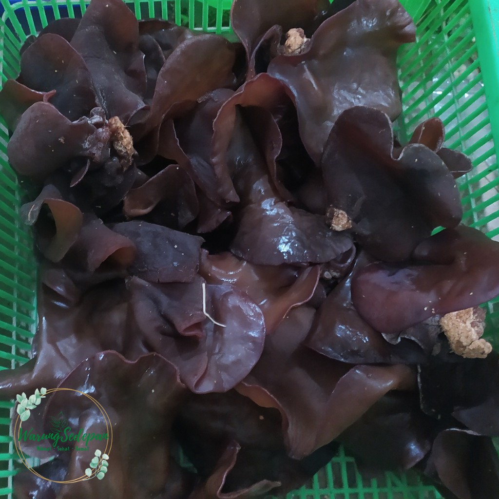 

Jamur Kuping Segar per pack Jamur Kuping Basah Bukan Kering Sayur Segar Cikarang Sayur Online