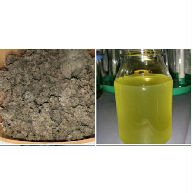 

Minyak Kelapa Asli+Free Blendo