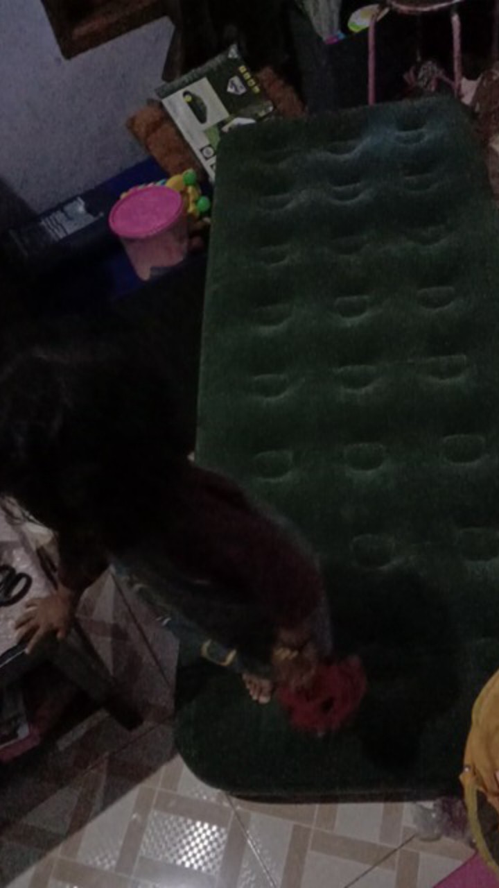 Kasur Angin Bestway Comfort Single Gratis Lem (185x76x22cm) Hijau