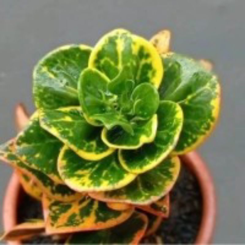 Tanaman Hias (Bibit) Puring Jengkol - Pohon Puring Jengkol/Koin