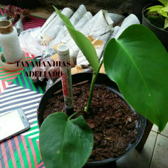 monstera deliciosa baby/anakan daun2-3