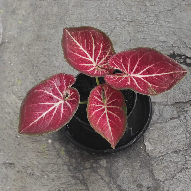 ROT / rich of thai Caladium
