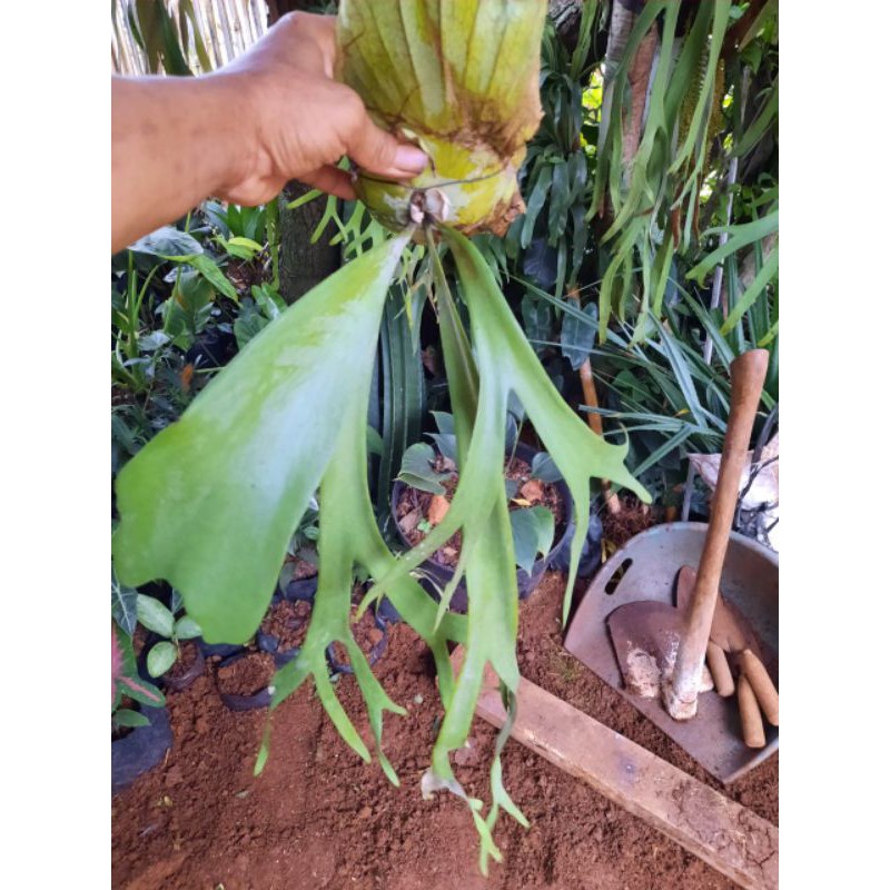 TANAMAN HIAS DINDING PLATYCERIUM BIFURCATUM -tanaman tanduk rusa