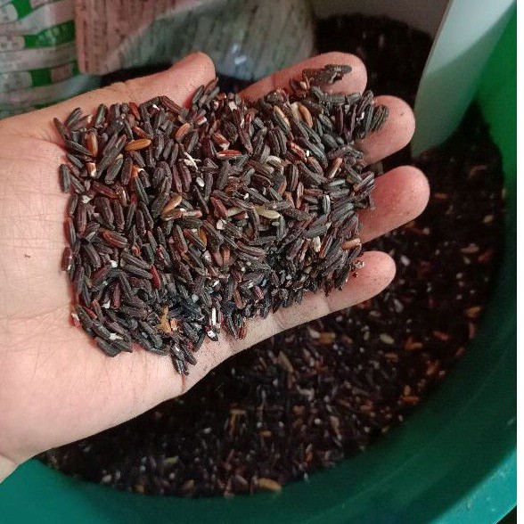 

Beras Ketan Hitam / glutinous rice / black sticky rice