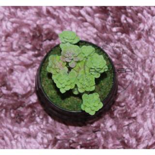 Artificial Succulent Succulent Palsu Succulent Plastik Artificial Succulent Succulent Palsu Succulent Plastik