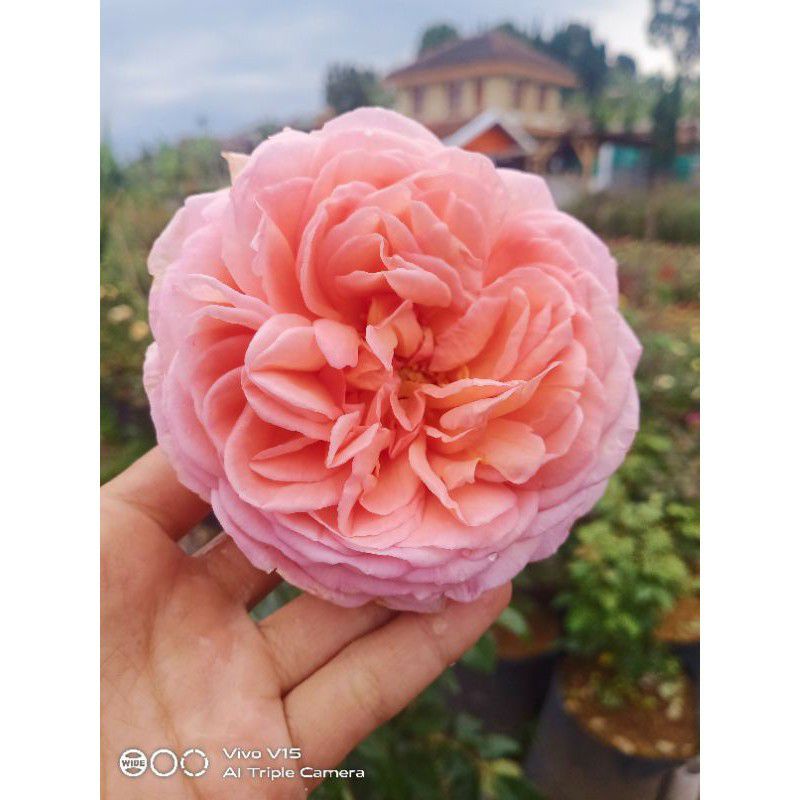 mawar inport ABRAHAM DARBY