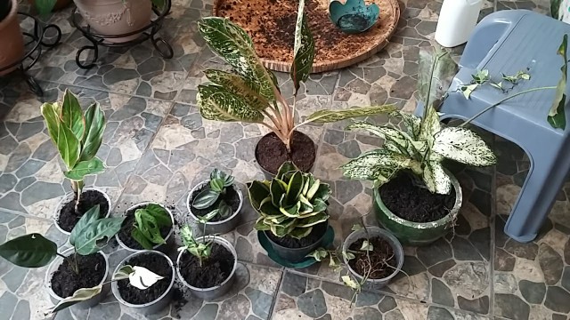 Tanaman Hias Keladi Tengkorak - Amazon Caladium