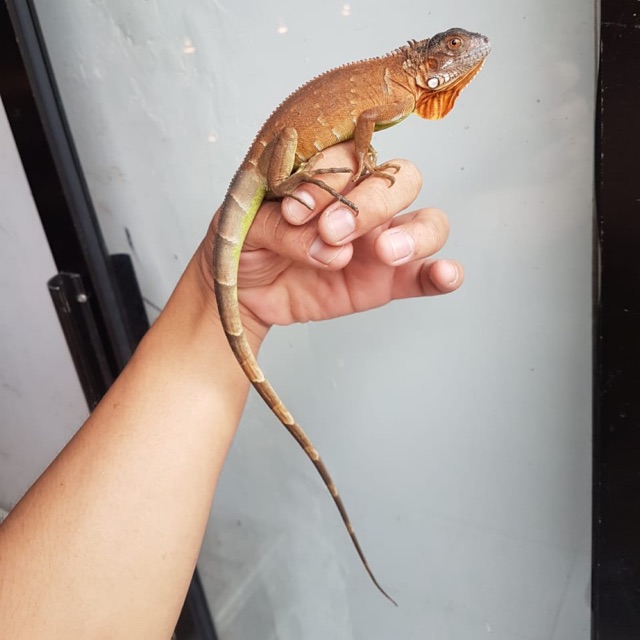 Iguana super red iguana merah real pict garansi full