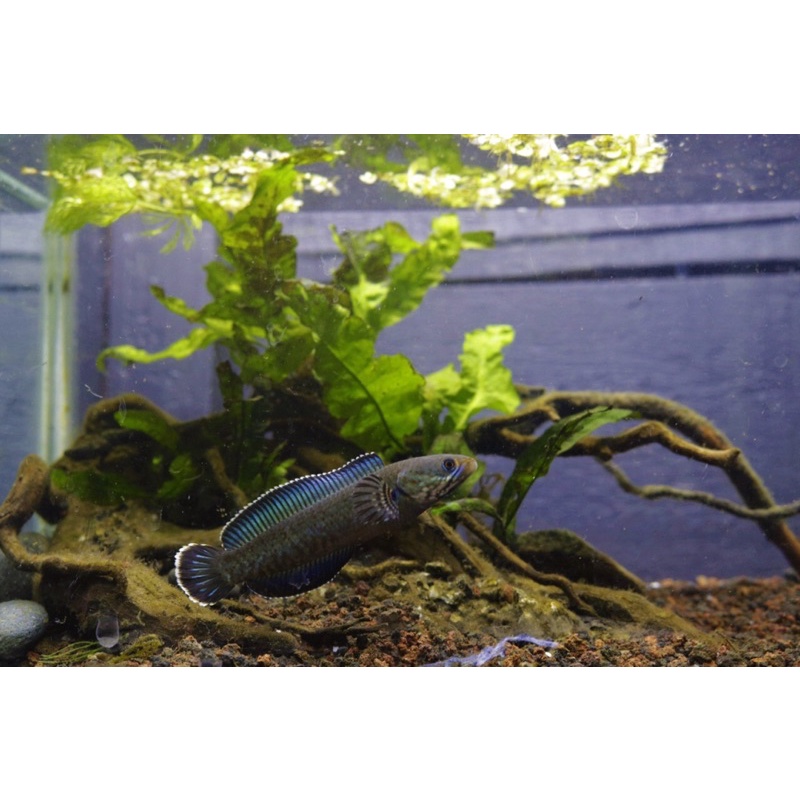 Channa Andrao Grade A++