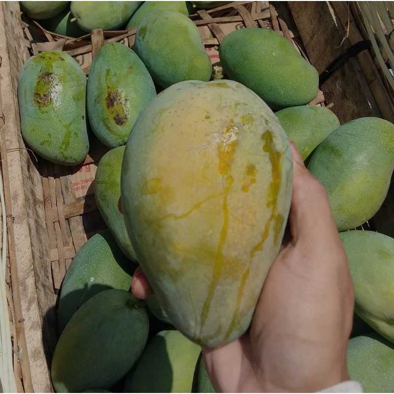 

MANGGA HARUM MANIS MATANG POHON PROBOLINGGO