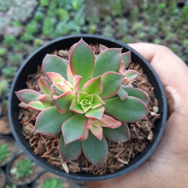 Kaktus mini / Kaktus Hias / Sukulen Mini