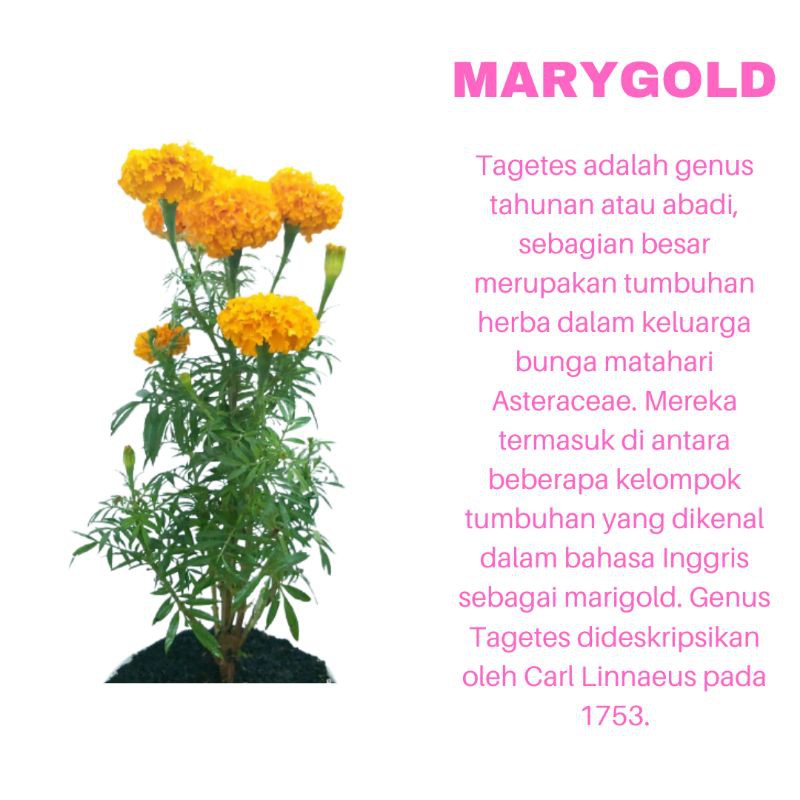 PROMO TANAMAN HIAS BUNGA MARYGOLD ORANGE KUALITAS SUPER | COD