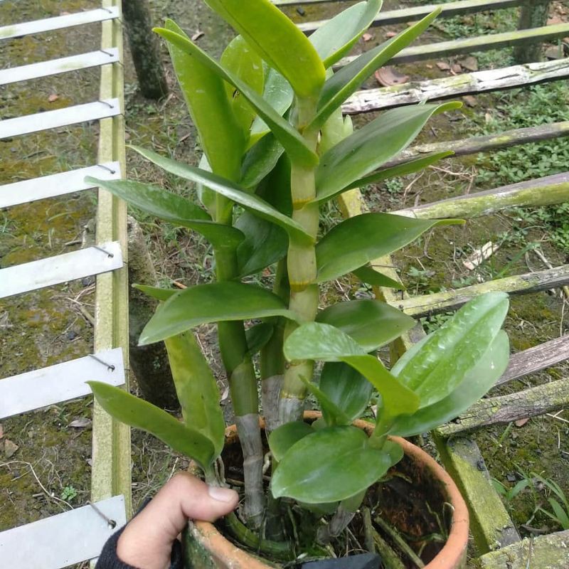 Anggrek Dendrobium Dewasa ID/Warna Random