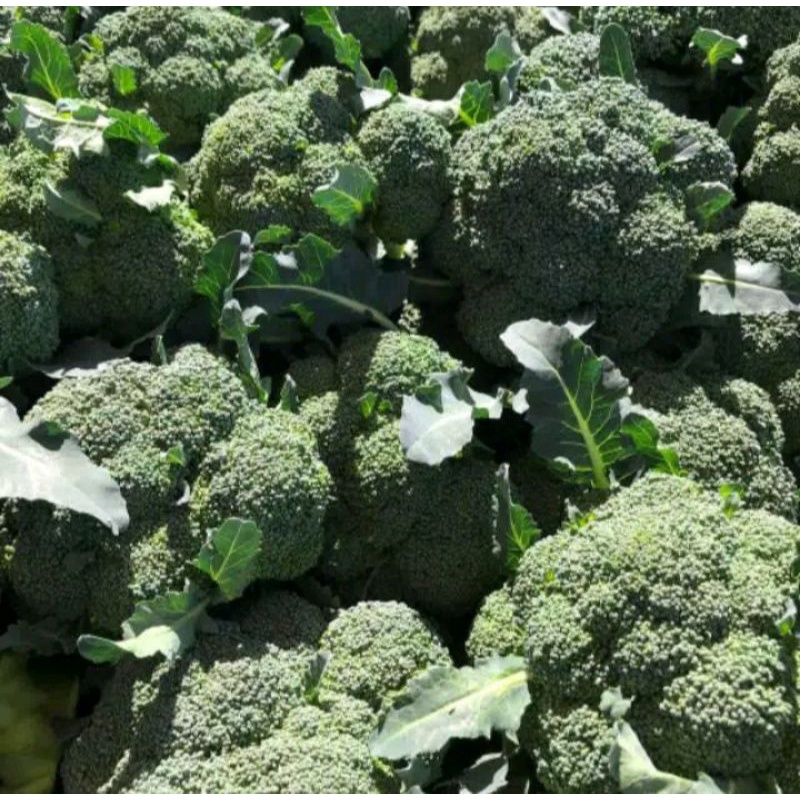 

Brokoli Segar/ Brocoli