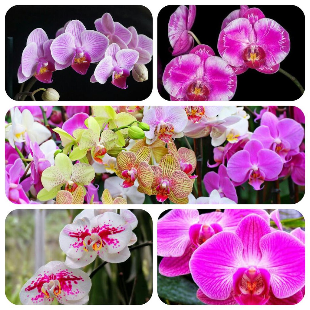 Anggrek bulan remaja