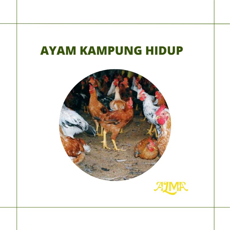 

AYAM KAMPUNG HIDUP