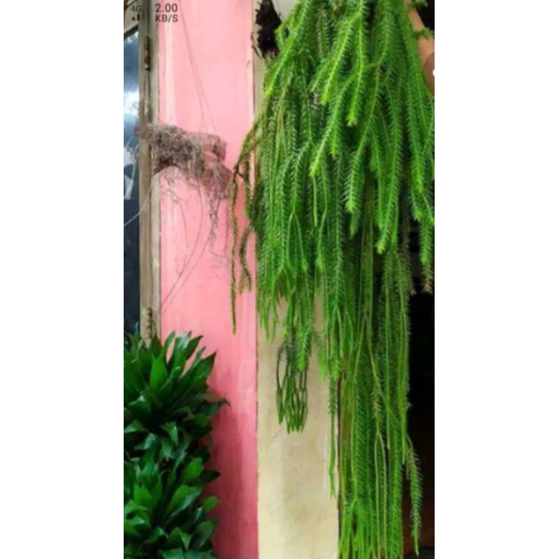 tanaman hias kumpay murah