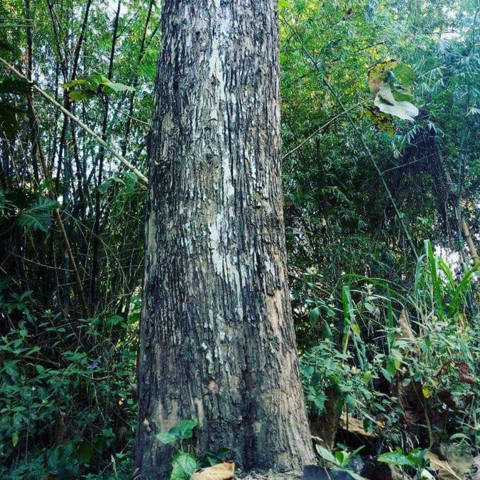 RO* 1 KG BIJI BENIH POHON JATI HYBRIDA SOLOMON #_*