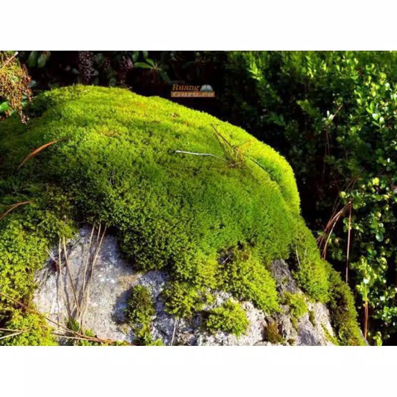 Ready lumut hidup forest moss / media tanam 100 gram