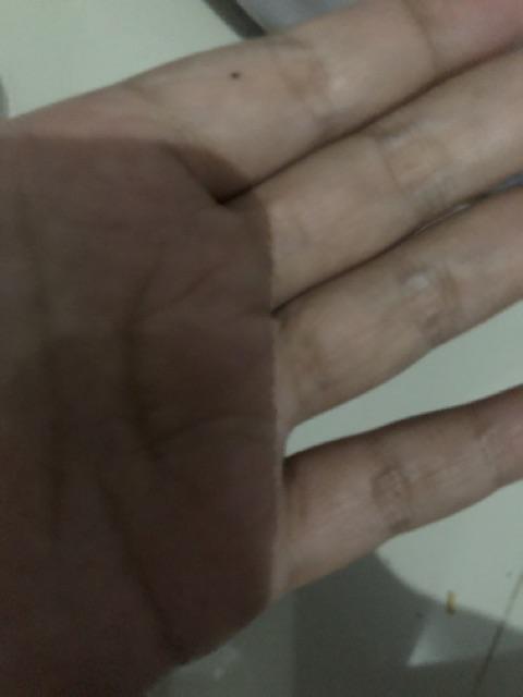 Catalina Whisk 8 Line Kocokan Telur Egg Shaker 12 14 16 Inch