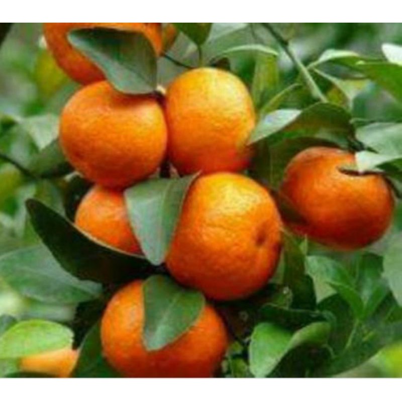 BIBIT BUAH JERUK SANTANG MADU BERBUAH/Bibit Jeruk Santang Madu berbuah/berbunga