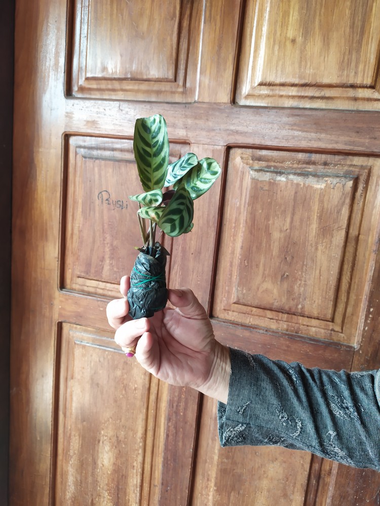 Tanaman Hias Calathea Stromata Atau Sepat Rimbun Murah