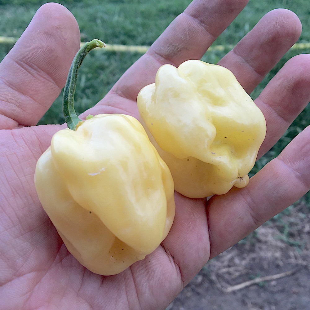 Benih Bibit Biji - Cabai White Habanero Putih Pepper Seeds