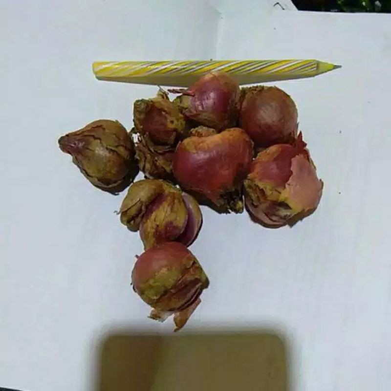 

bawang merah 500 g