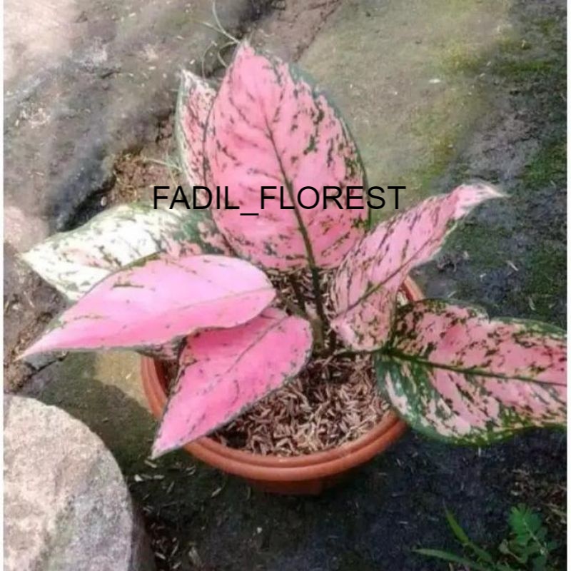 Tanaman hias aglonema LADY VALENTINE//Baby aglonema Lady Valentine SEED_AGLONEMA