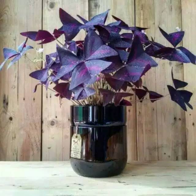 Tanaman hias oxalis triangularis