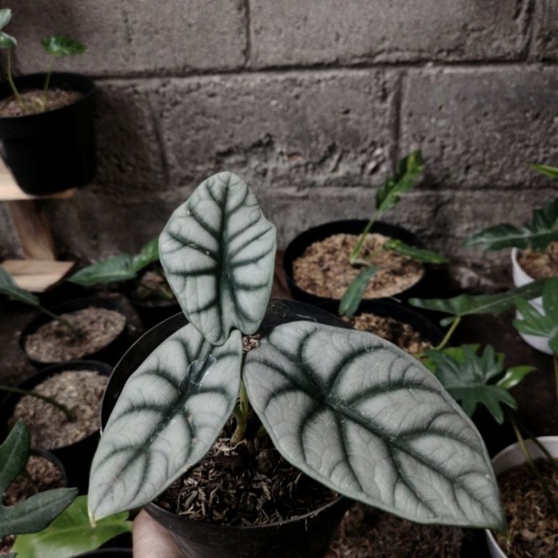 alocasia silver dragon / keladi tengkorak silver daun 2 sampai 3