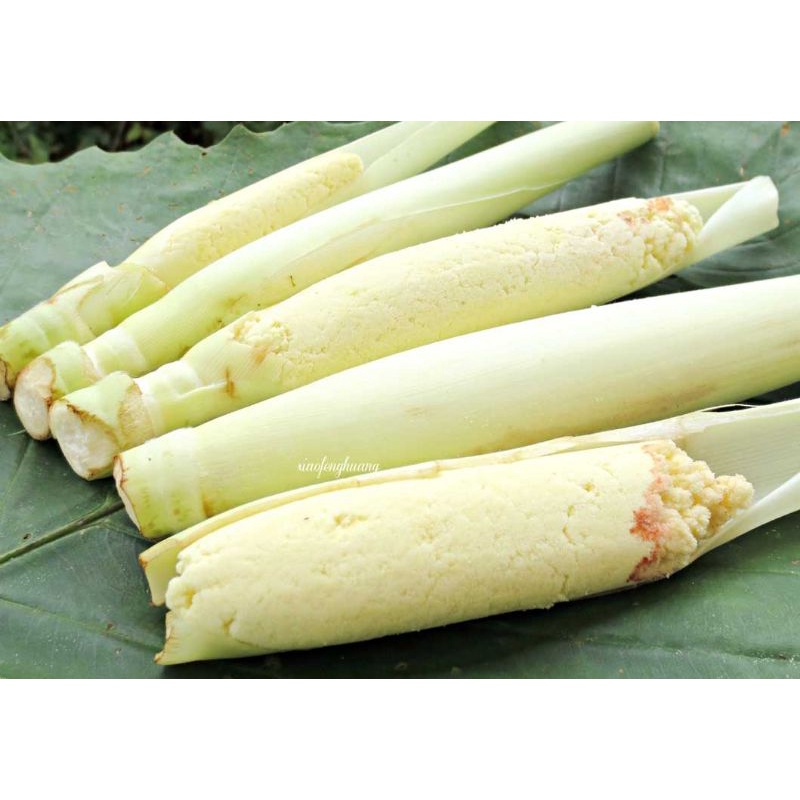 

Trubuk Endog tiwu bunga telor tebu