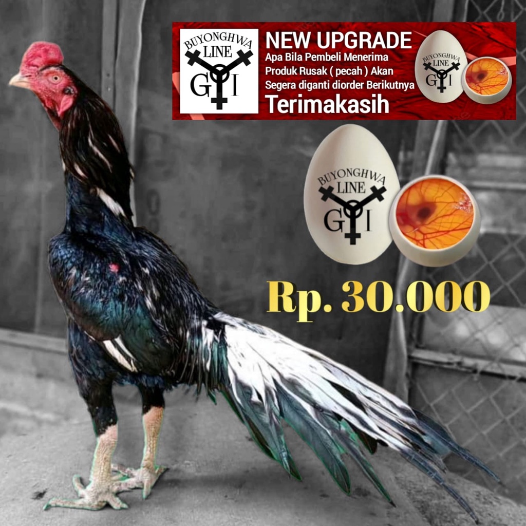 Ayam Ekor Lidi Ori telor fertil tipe A13 black laskar Buyongwha