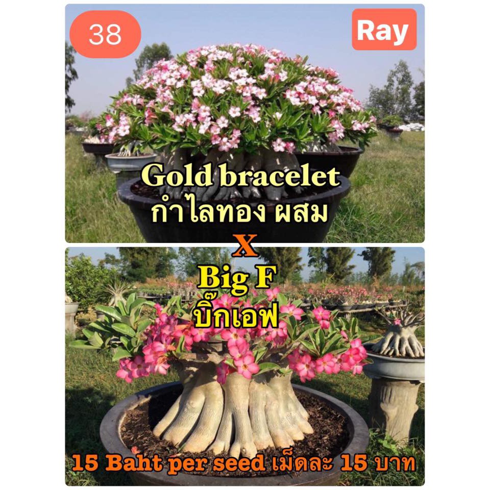 Benih Biji Adenium Gold Bracelet X Big Fat Import Thailand