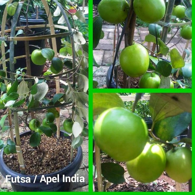 odk-797|>>|⭐ Bibit Apel Putsa | Apel Futsa | Apel India 6 Bulan Berbuah⭐trimss,.ya