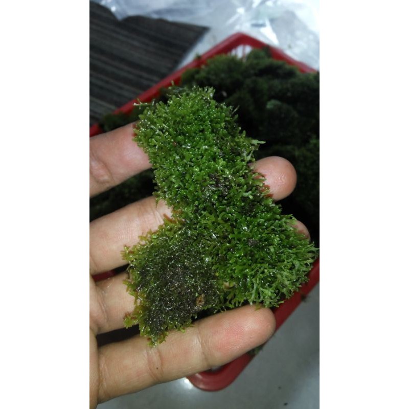 moss weeping moss ricardia