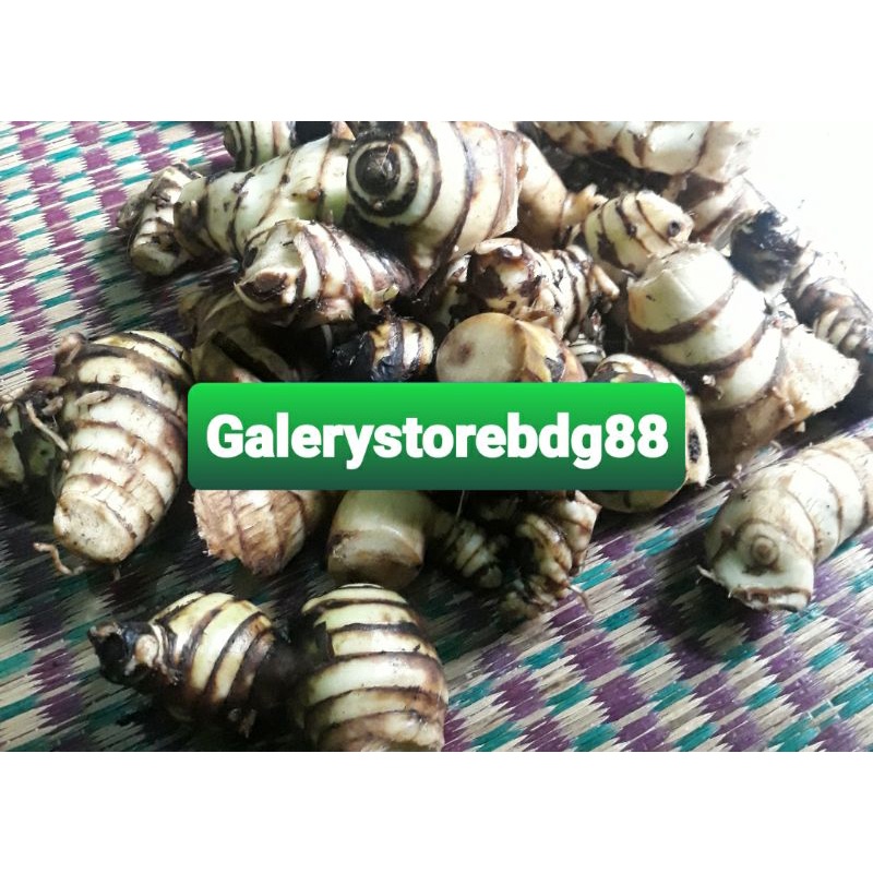 Umbi ganyong putih segar 1 kg / bibit ganyong putih