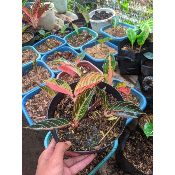 Anakan Aglonema Red Sumatra 2 Daun - Pride of Sumatra