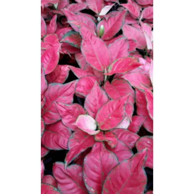 Bibit Aglonema Red anjamani remaja