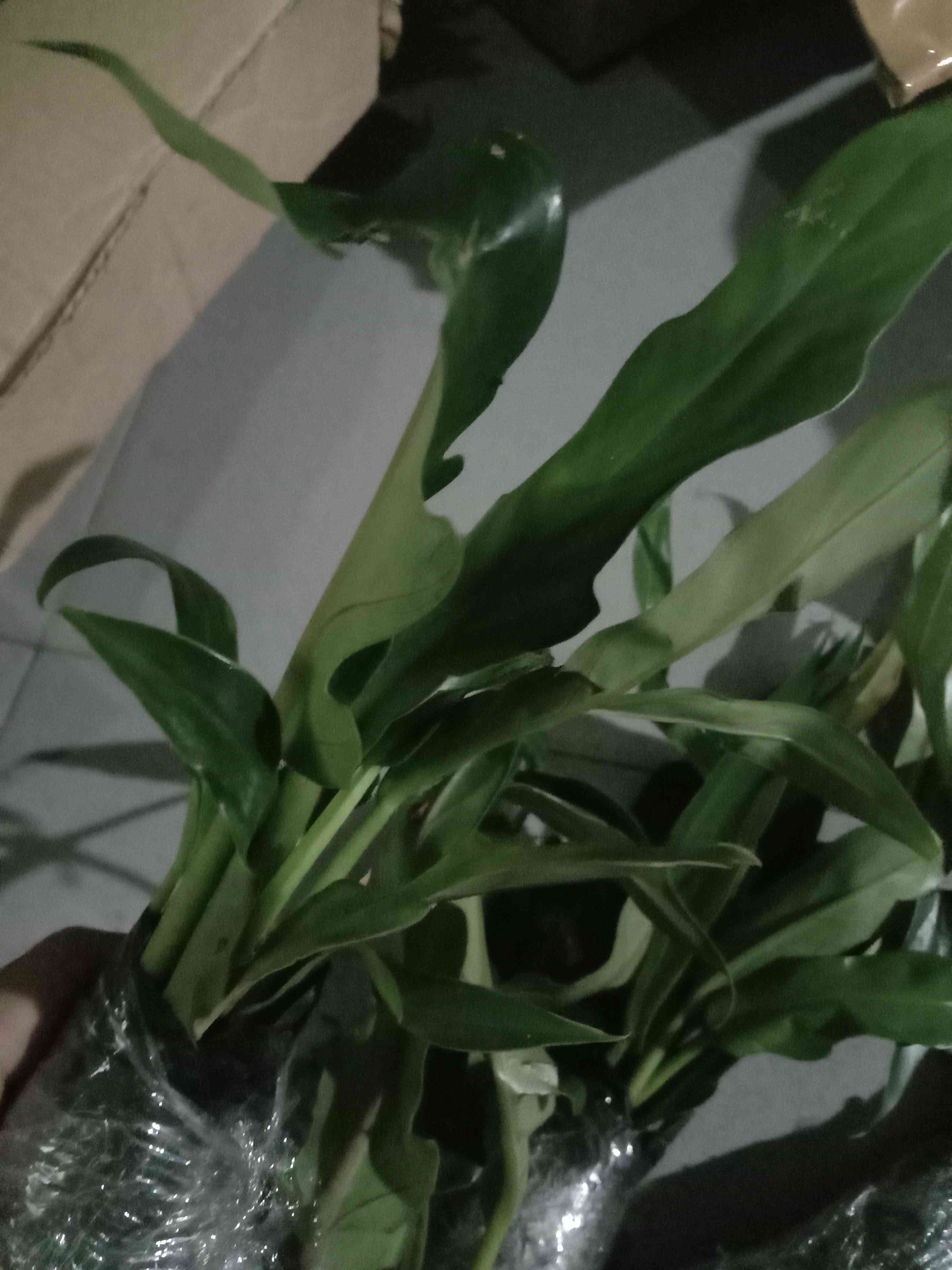 Tanaman Philo Gergaji, Tanaman Hias Philo Gergaji