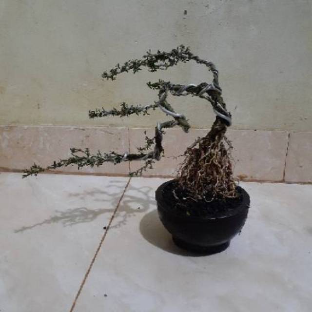 Bonsai mini seribu bintang mikro