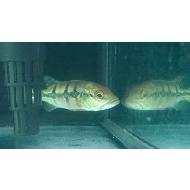 

ikan pbass orinoco pure