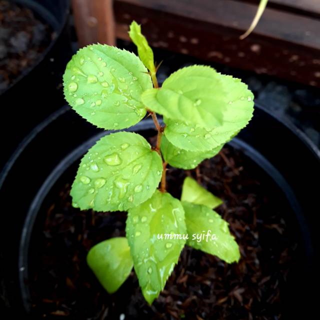 Pohon BIDARA ARAB ASLI / tanaman bidara arab