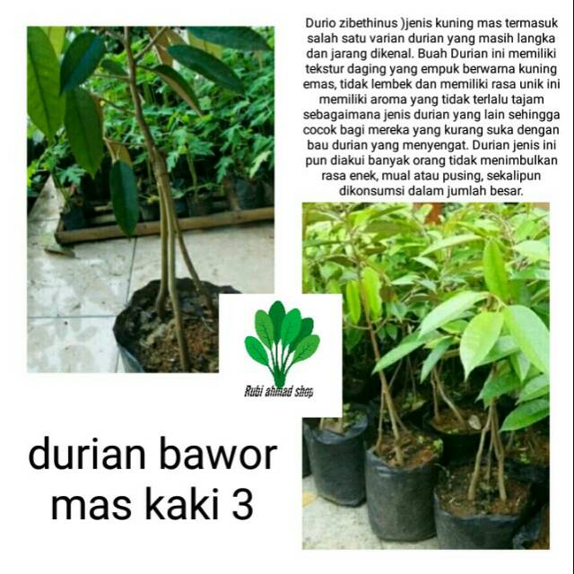 bibit pohon durian bawor mas kaki 3-bibit durian bawor mas kaki 3-bibit duren bawor mas