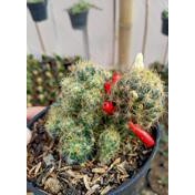 kaktus alongata biji merah