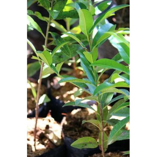R12 Tanaman Bibit Buah Sawo Kecik Asli