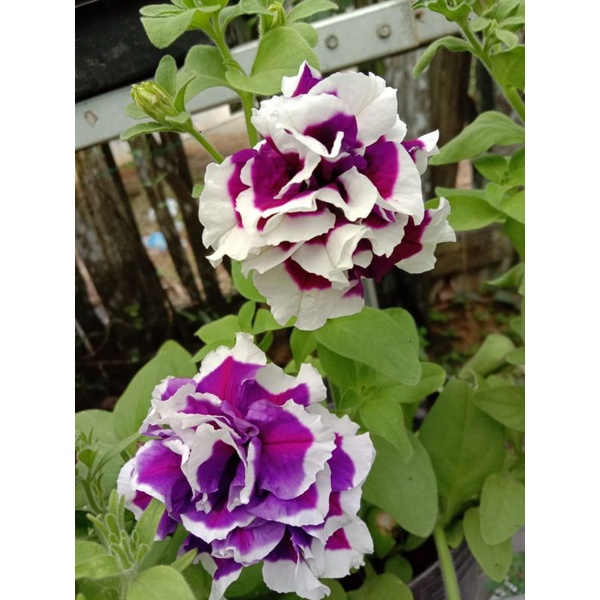 Biji petunia tumpuk. benih bunga petunia tumpuk